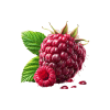 Fresh Raspberry